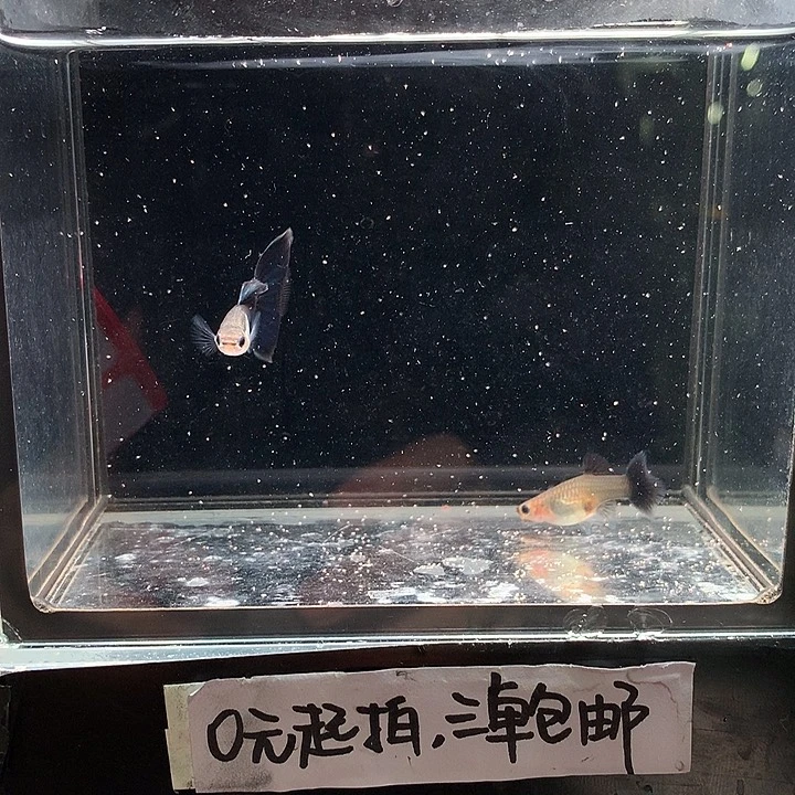 孔雀鱼艾尔银蓝尾一对
