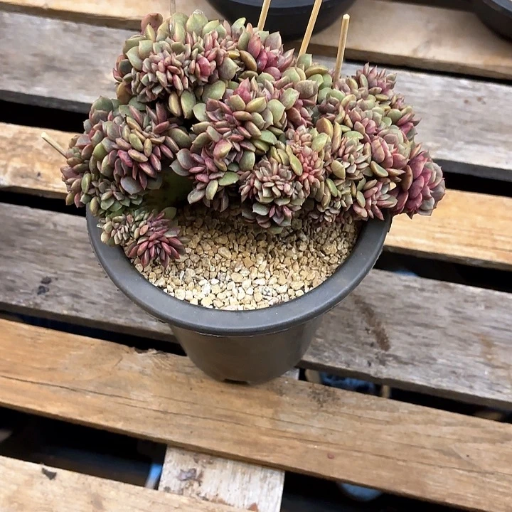 多肉植物，大红袍缀