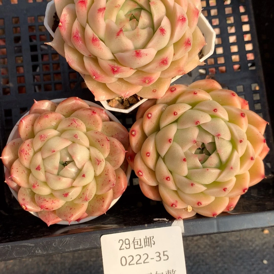 光****阳0222-35 麦杆优选 3颗