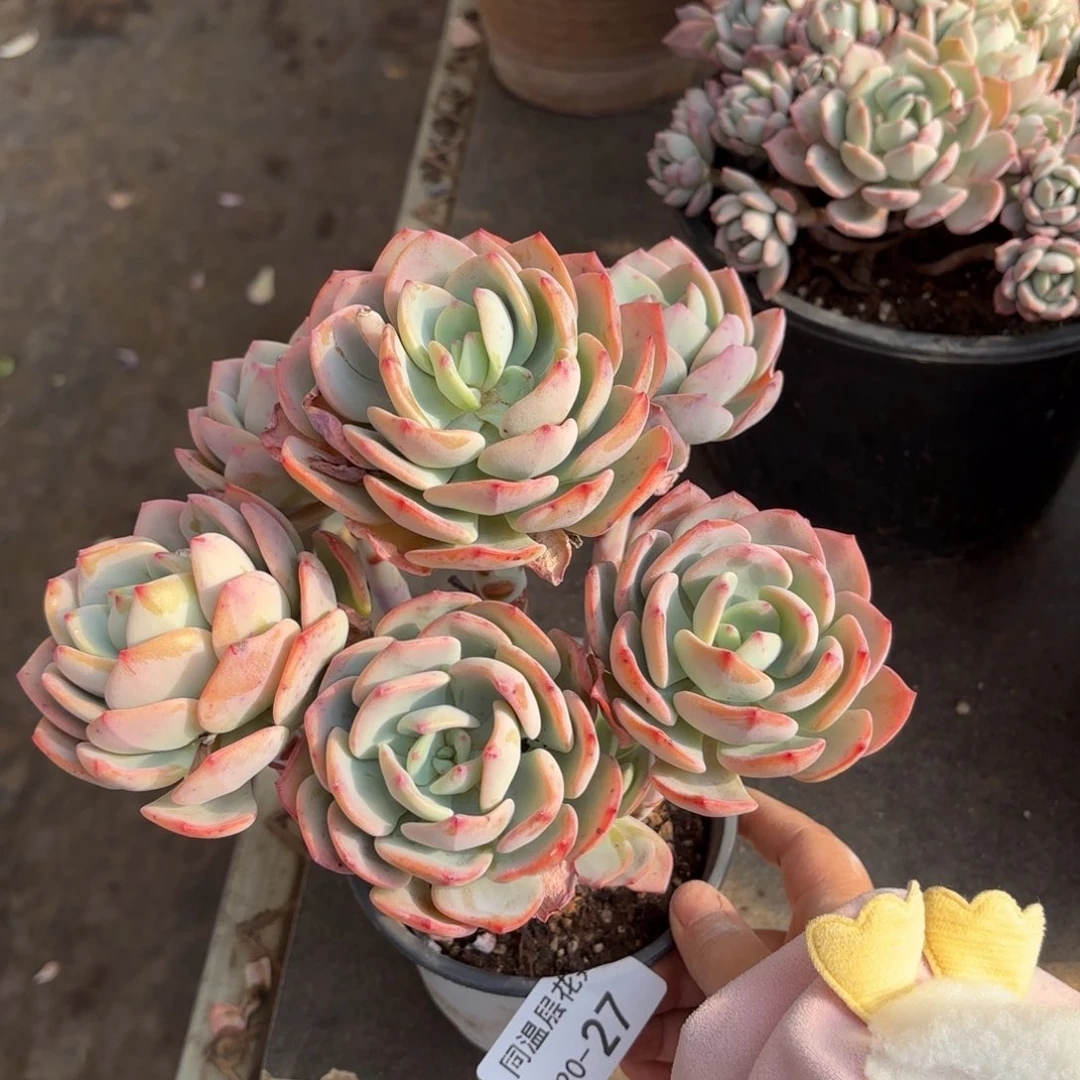 同温层多肉白月光27