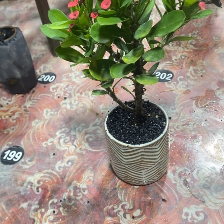 安*退款拉黑一物一拍165