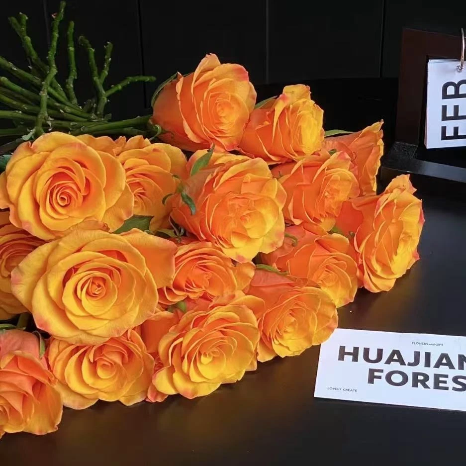 【植迷不误】辉煌玫瑰 居家 花束 插花 云南鲜花 基地包邮直发