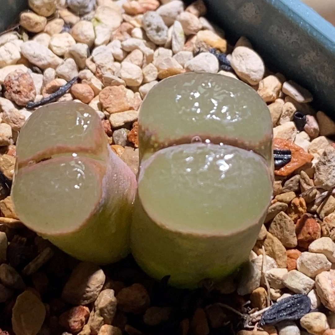 风铃福利风铃福利