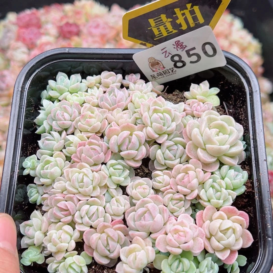 多肉植物多肉植物
