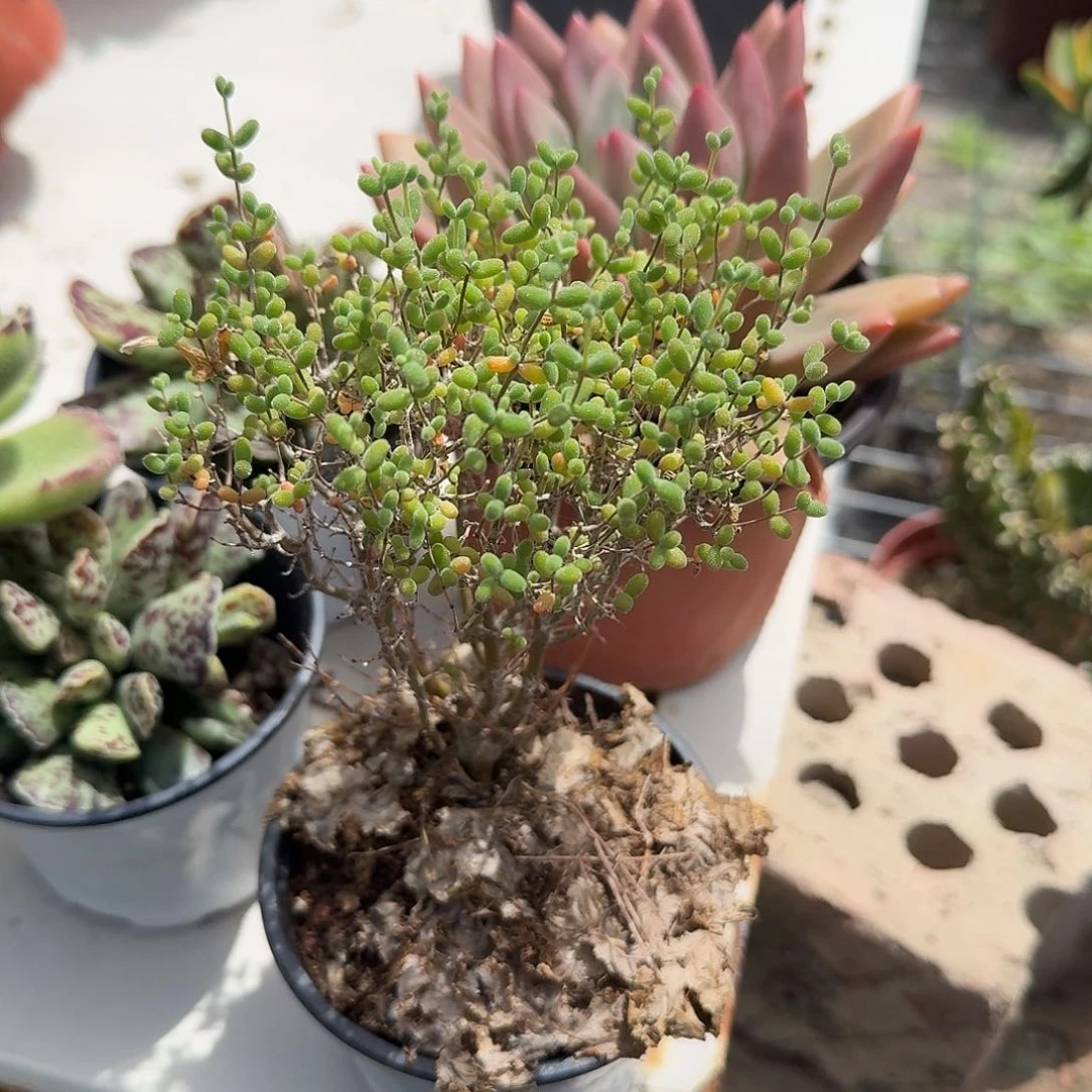 小米糖球多肉植物