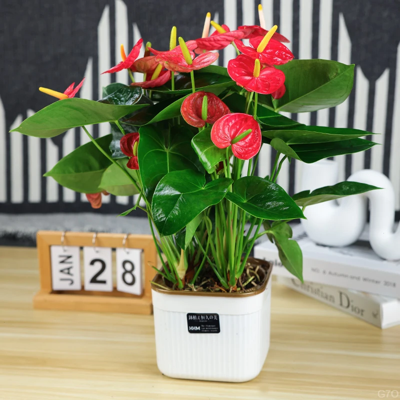 大盆红掌  5-8 掌 XY2 四季开花绿植花卉室内 40—50cm