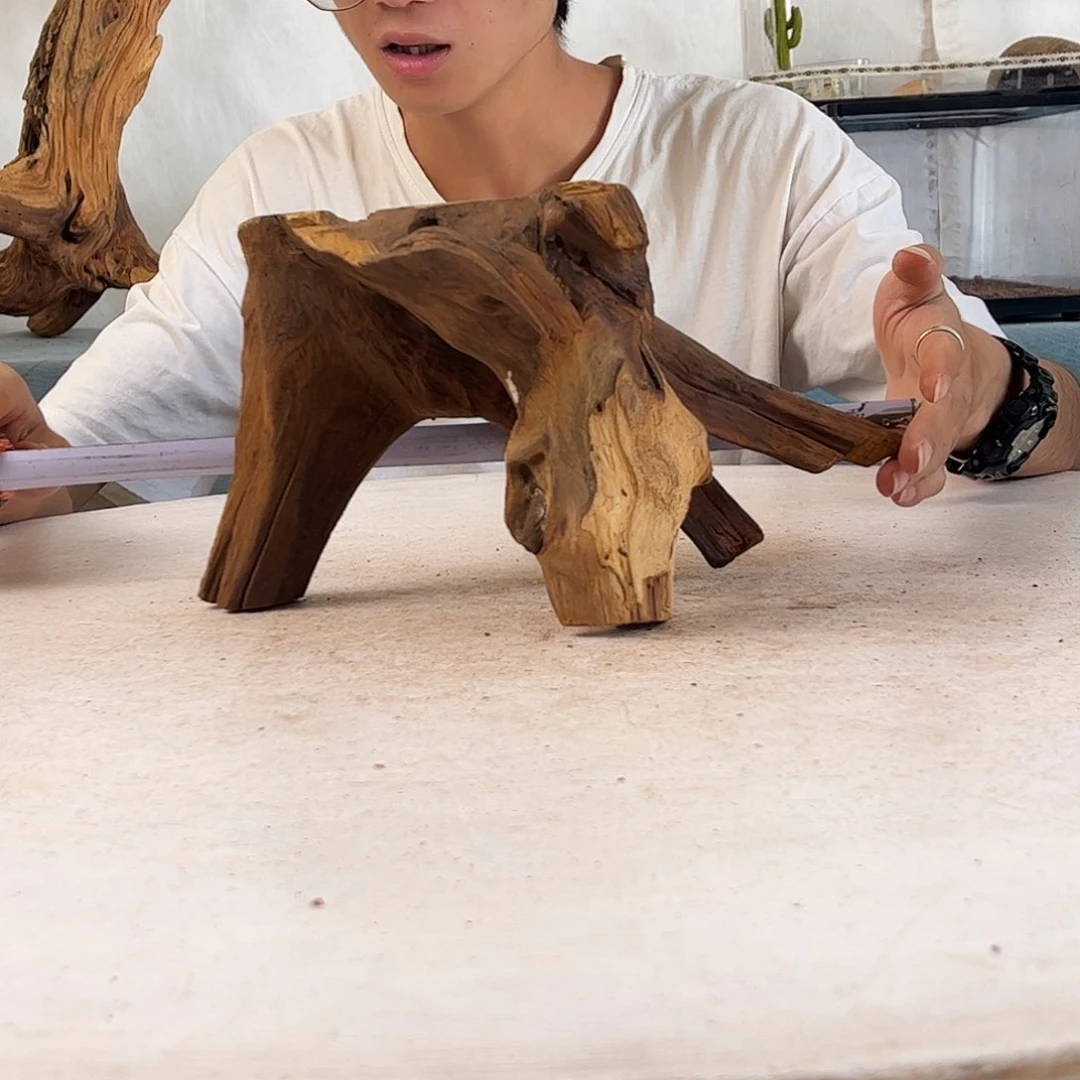 沉木造景寄居蟹造景