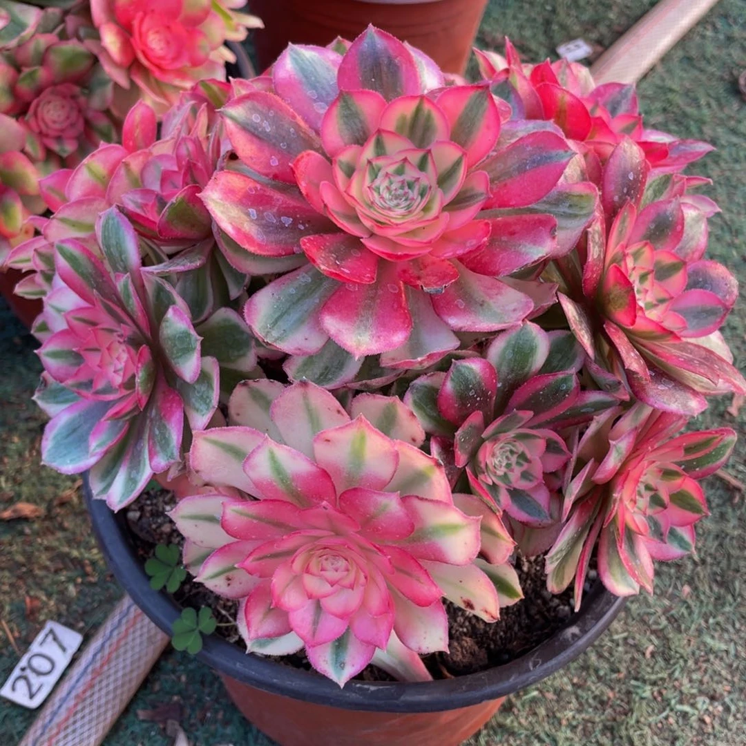 091倾城精品法师老桩