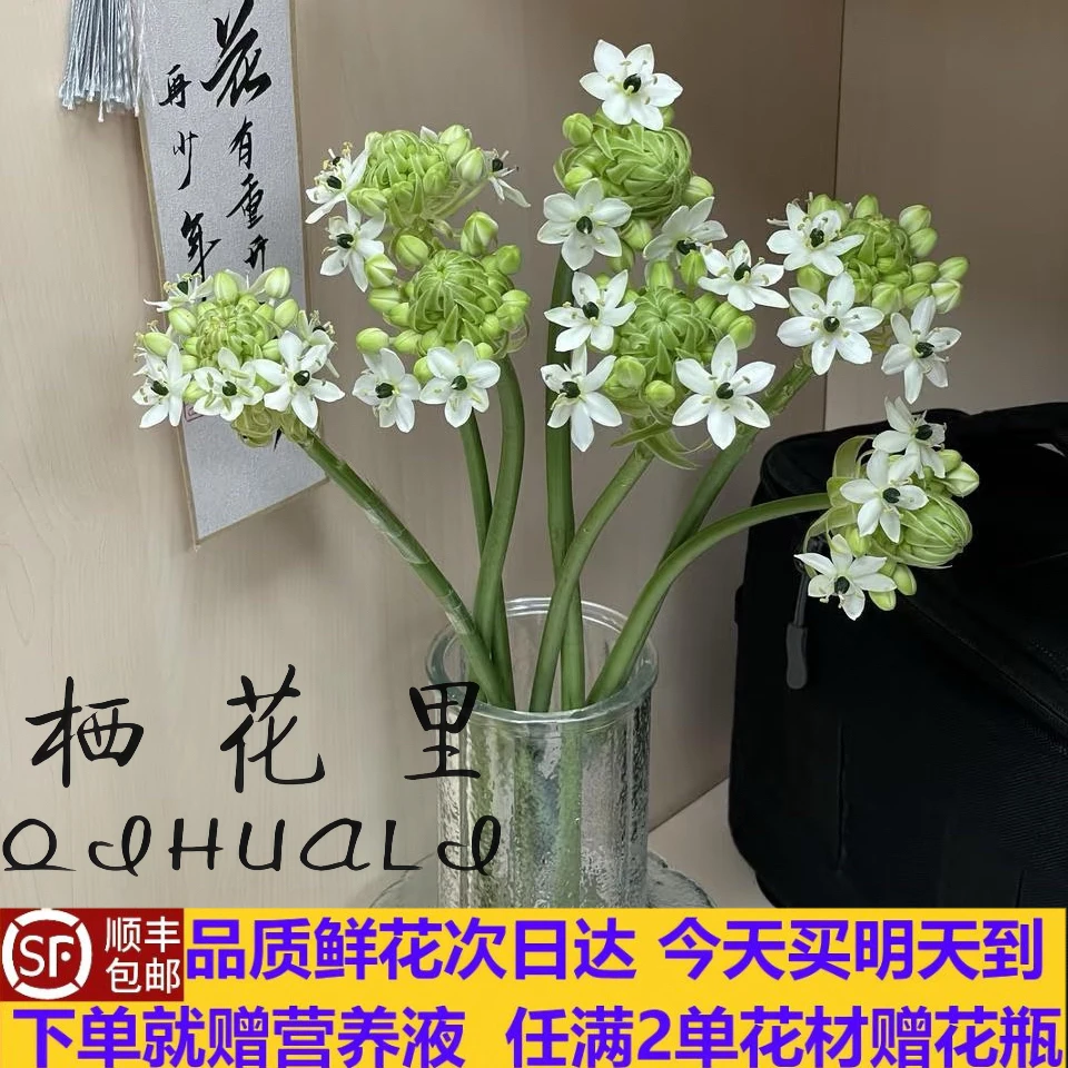 次日达【特价·天鹅绒20支】新鲜直达云南鲜花顺丰次日达鲜花花束今天买 明天顺丰包邮送花上门