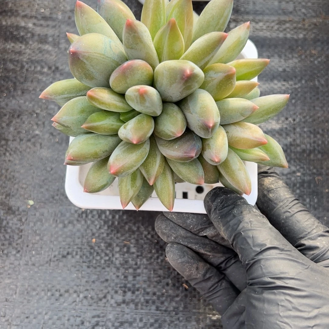 重楼多肉一物一拍