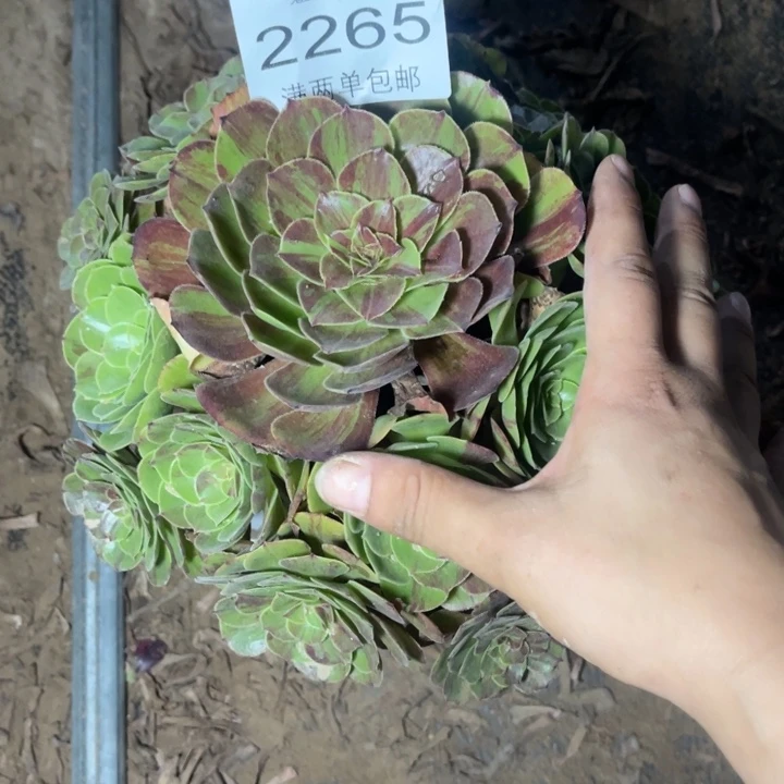 花月夜的人多肉的人2265