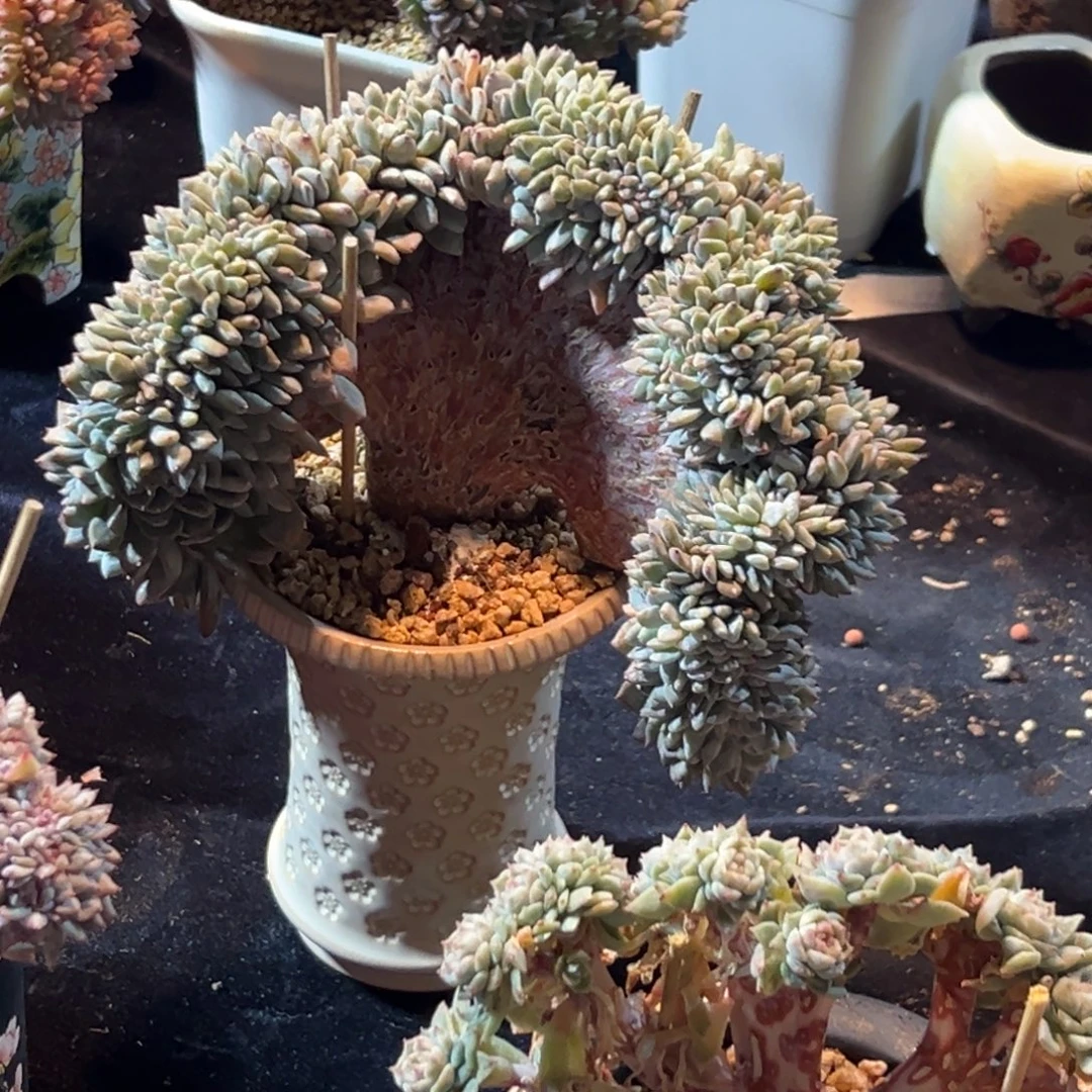 新年快乐 新年快乐