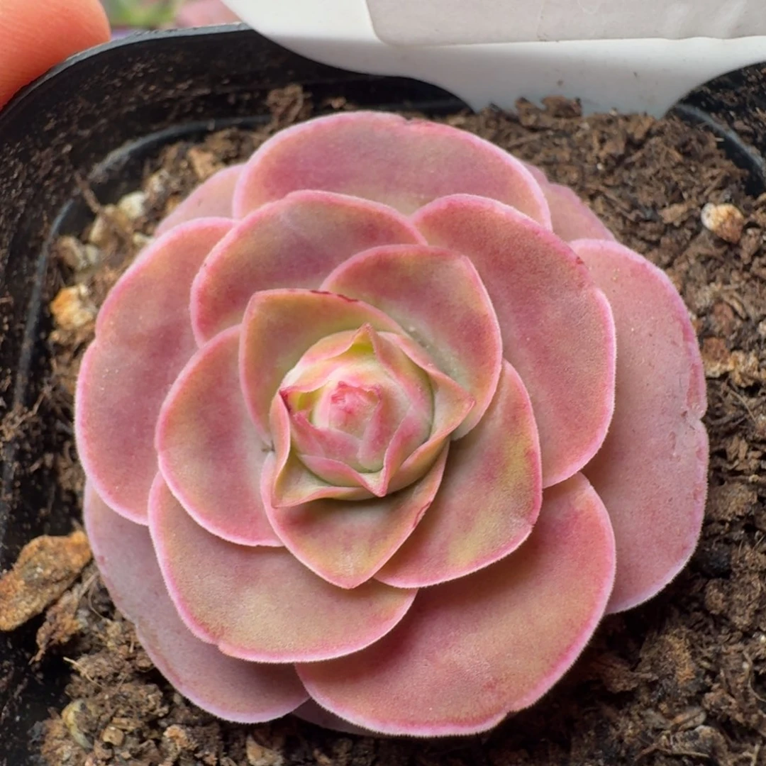 楹楹-381-冠幅  3CM