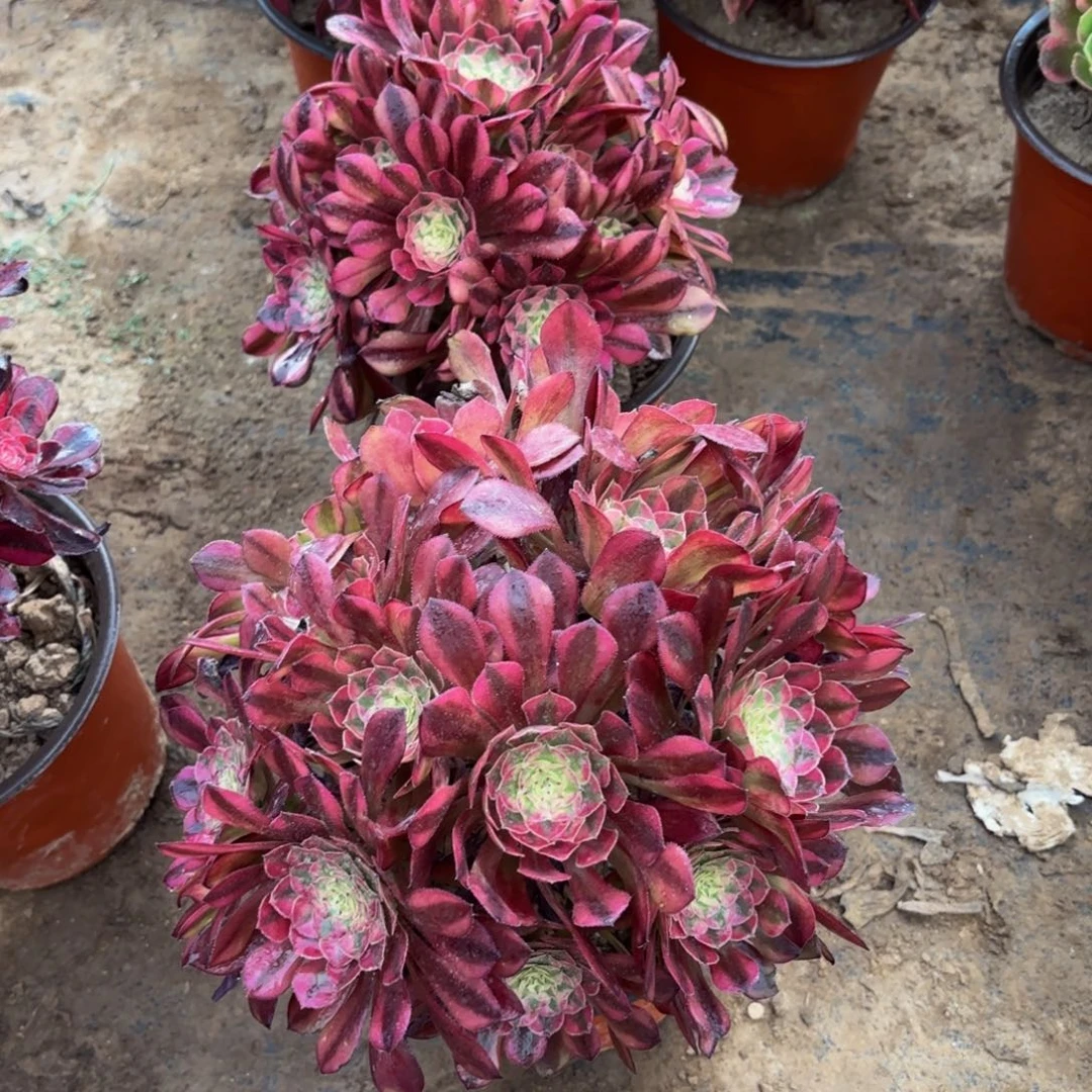 祝融绣球9.9多肉植物