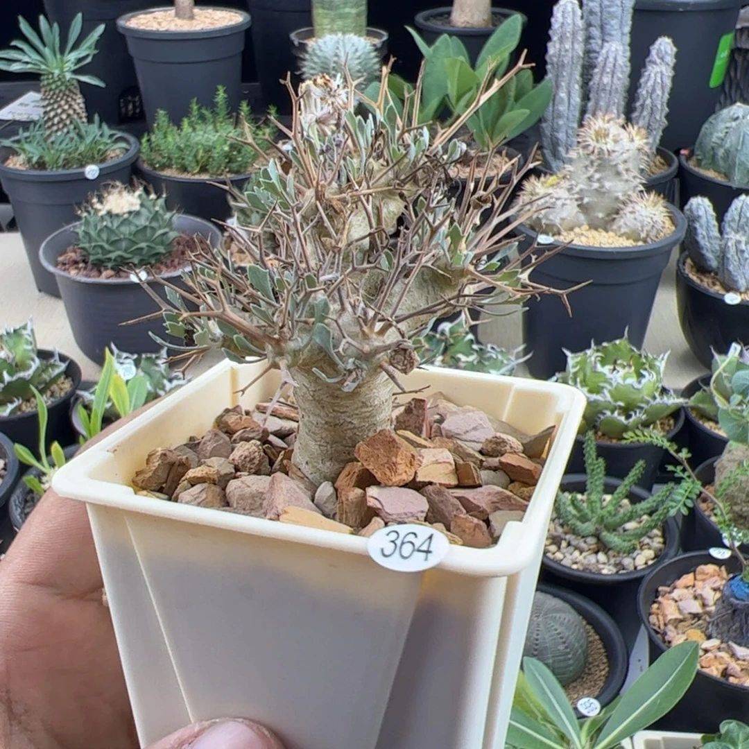 黑鬼殿厚敦菊一物一拍