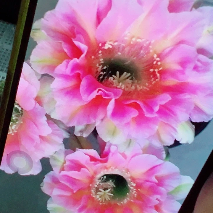 彩草 淑妃 侧芽 厘米 满20包邮