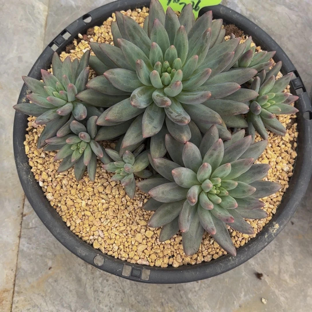 小小弟精品多肉红蜻蜓