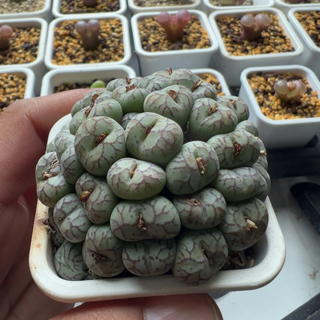 无花朵青姬肉锥青姬36