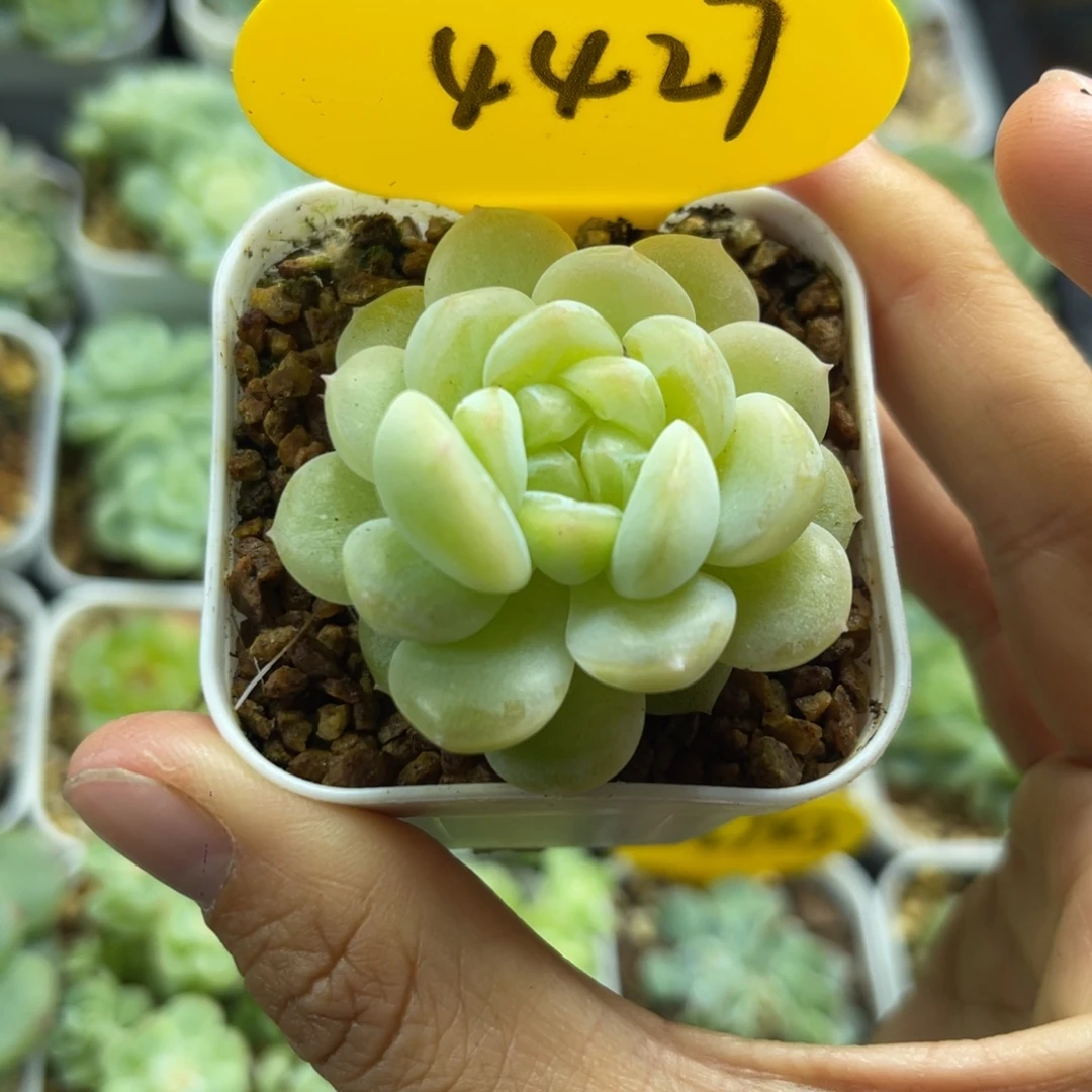 奶油财富单头4427