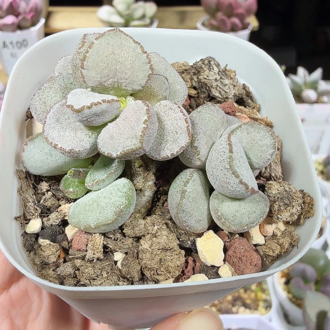 硬叶白蛋水泡多肉植物