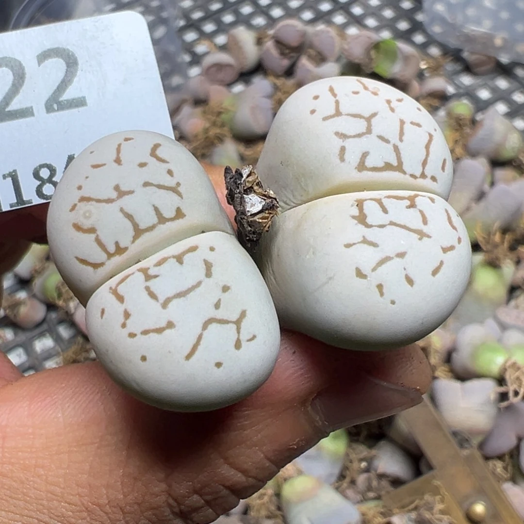 【闪购商品】 622。