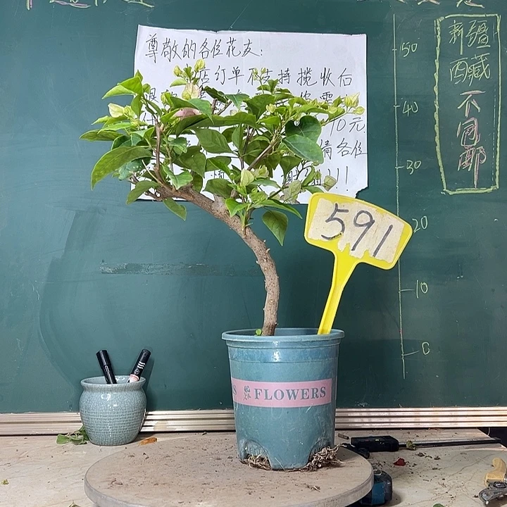 当前无花栽培后可以开花粗弯杆 口红591