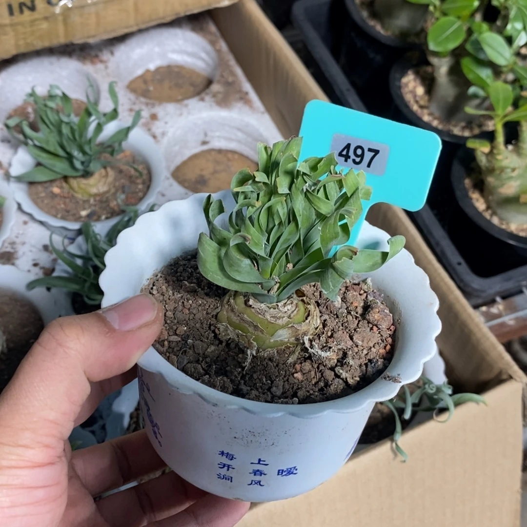 款叶弹簧草多肉植物