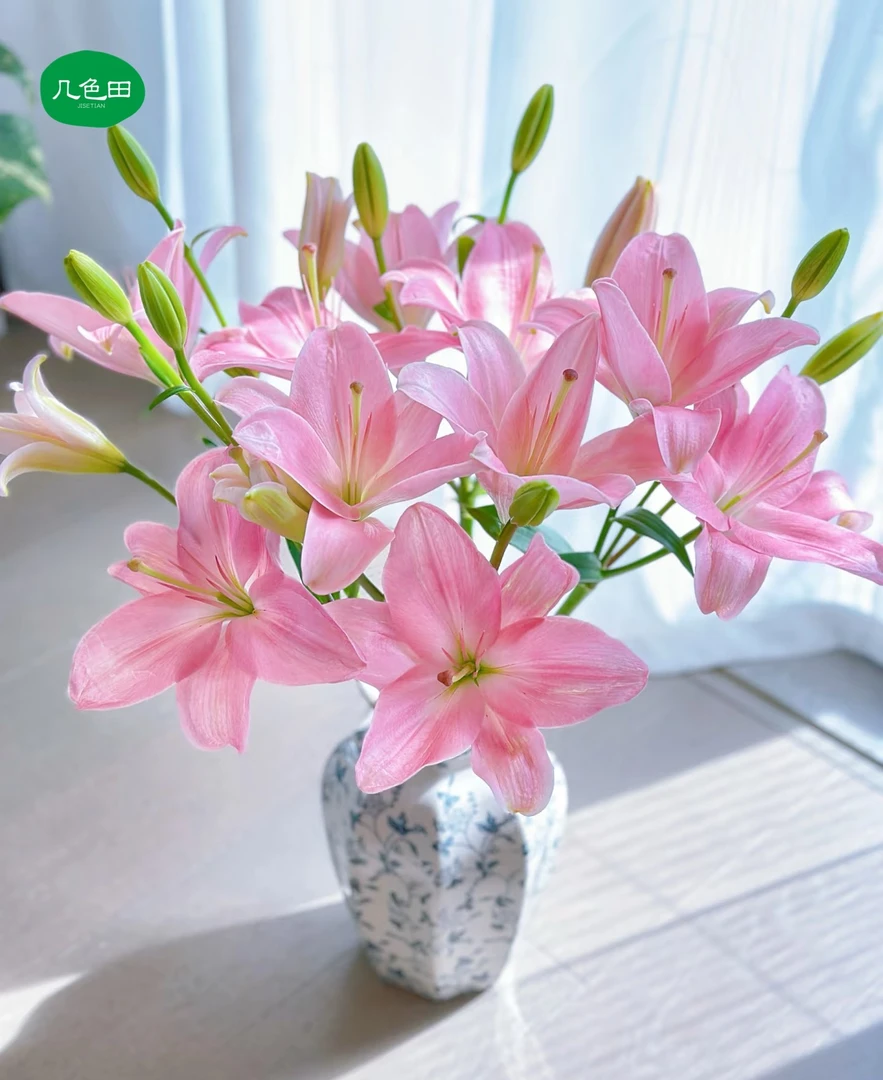 多头小粉仙—亚百合云南直发鲜花云南花插花鲜花