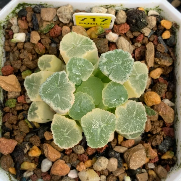 糊斑万象锦多肉植物一物一拍带盆带盘发货