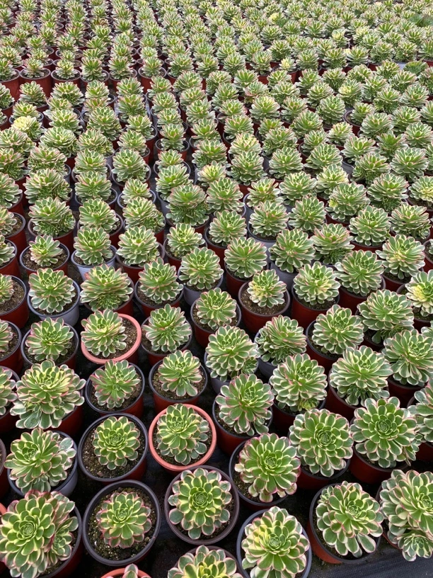 奶白锦 脱土裸根发货 多肉植物 满十八包邮