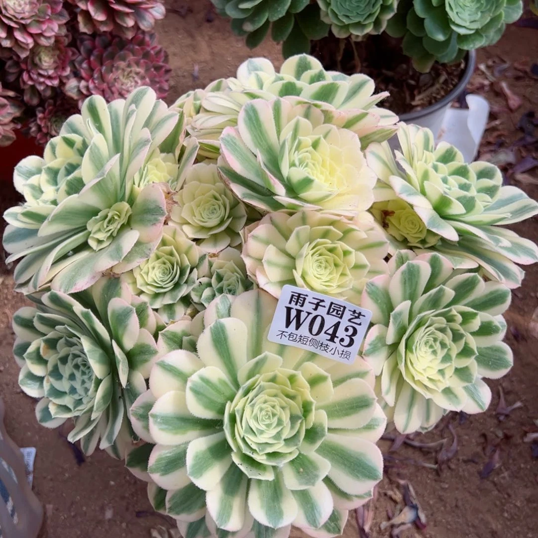 043迈巴赫尺寸25左右