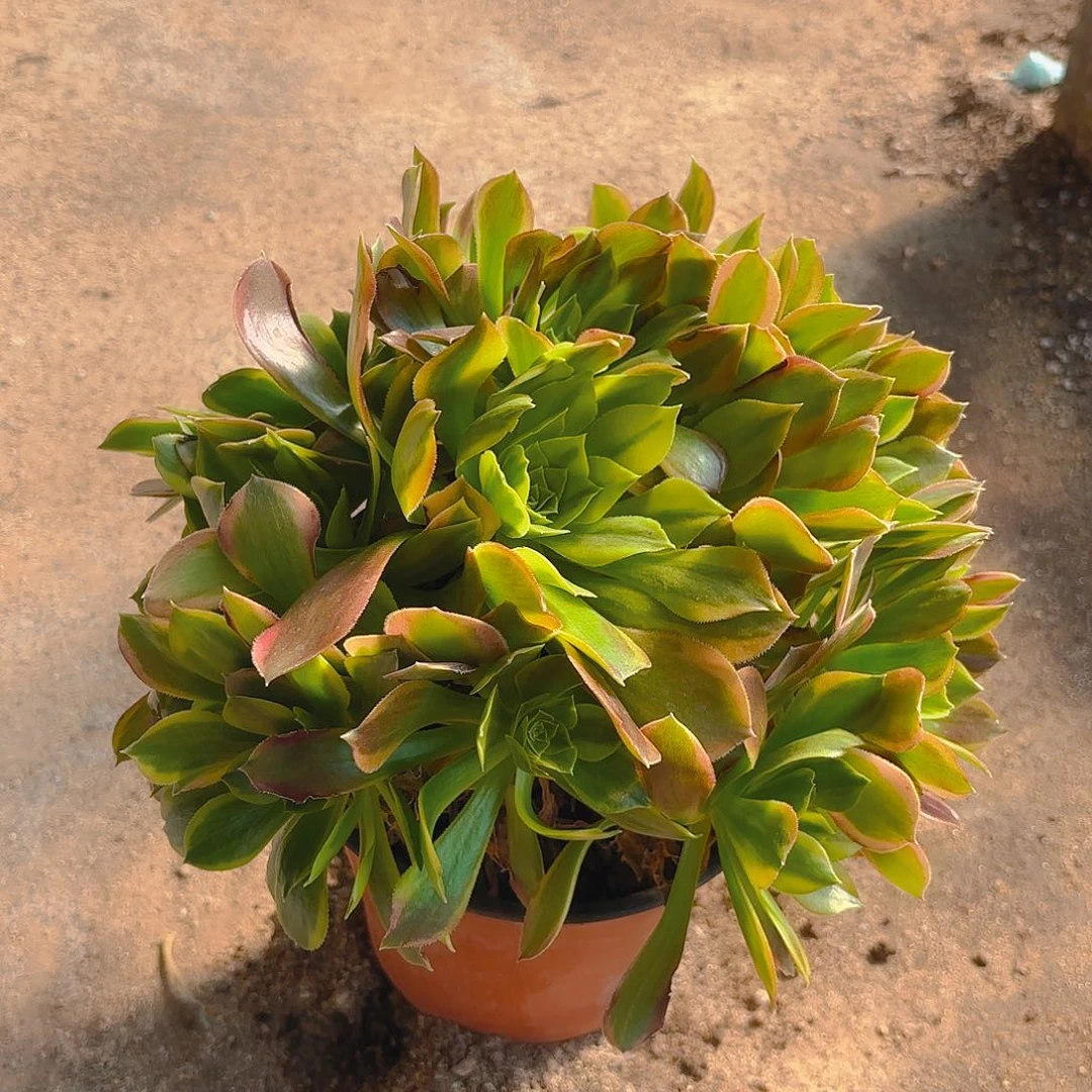 清梦老庄多肉植物