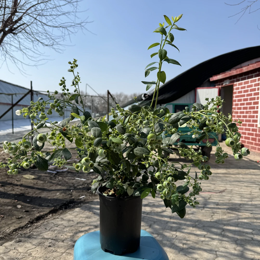 蓝莓苗盆栽带花带果南北方种植庭院阳台易活果树