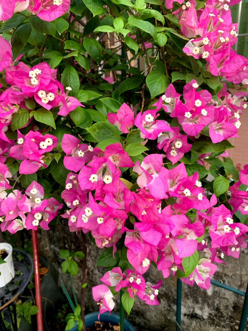 【椰子冰】三角梅大苗基地直发 不带花