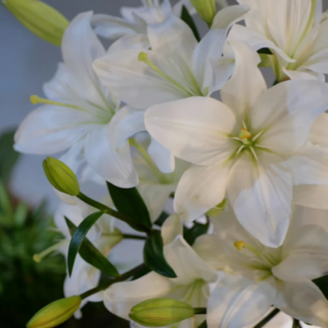 【亚洲百合】1棵【白色】LA白色系开花早12/14百合阳台庭院种植