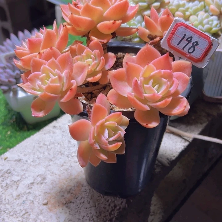 封***忆198全状态辛那塔一物一拍49