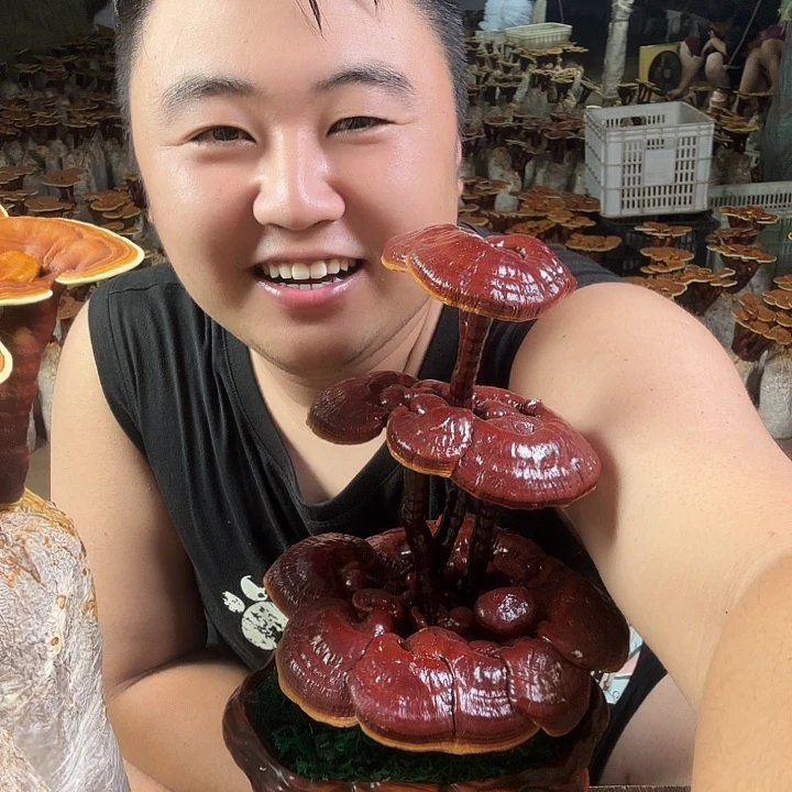 木罗*云灵芝花开花落