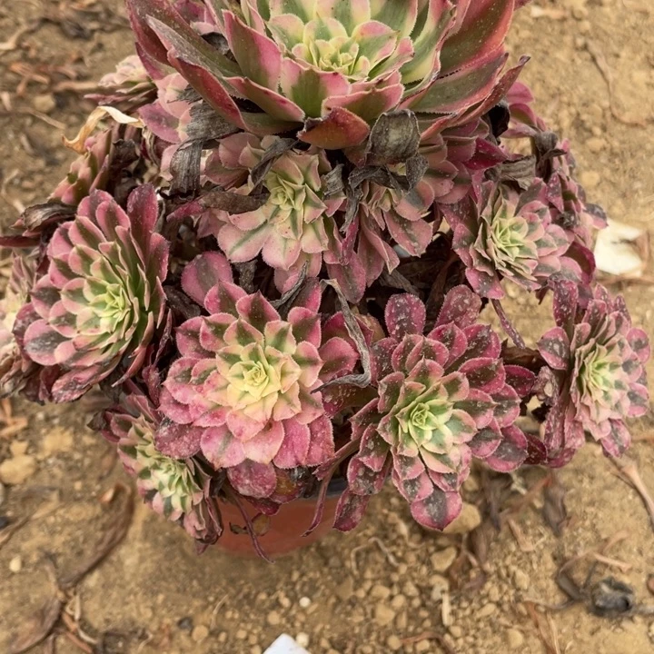 无花朵943多肉植物红铜白