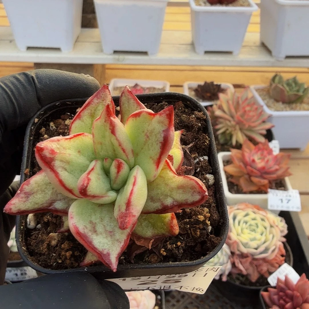 1229-25神的礼物单头