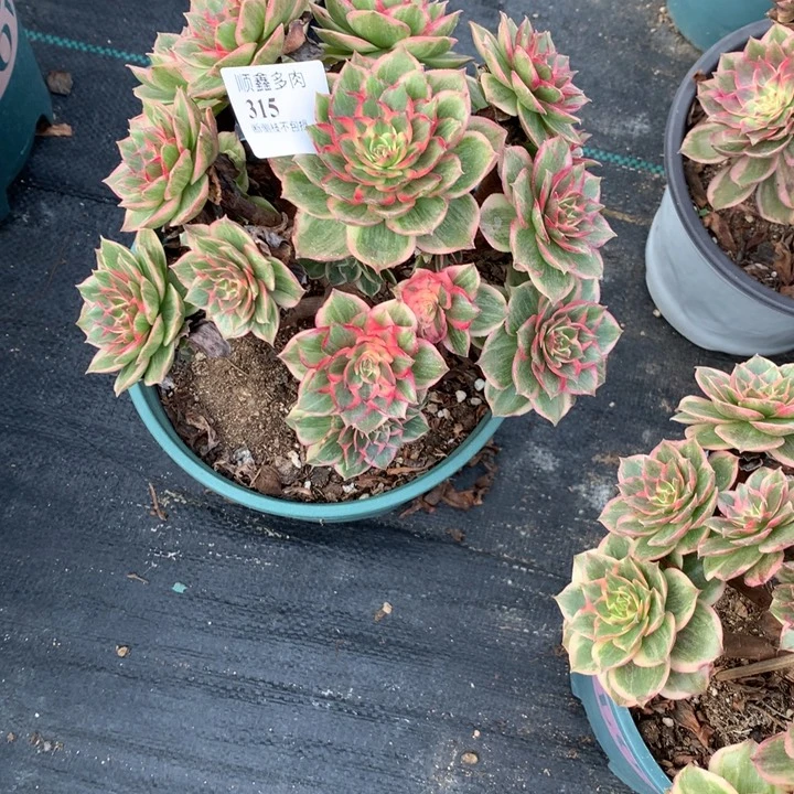 315莲花座多肉植物特价