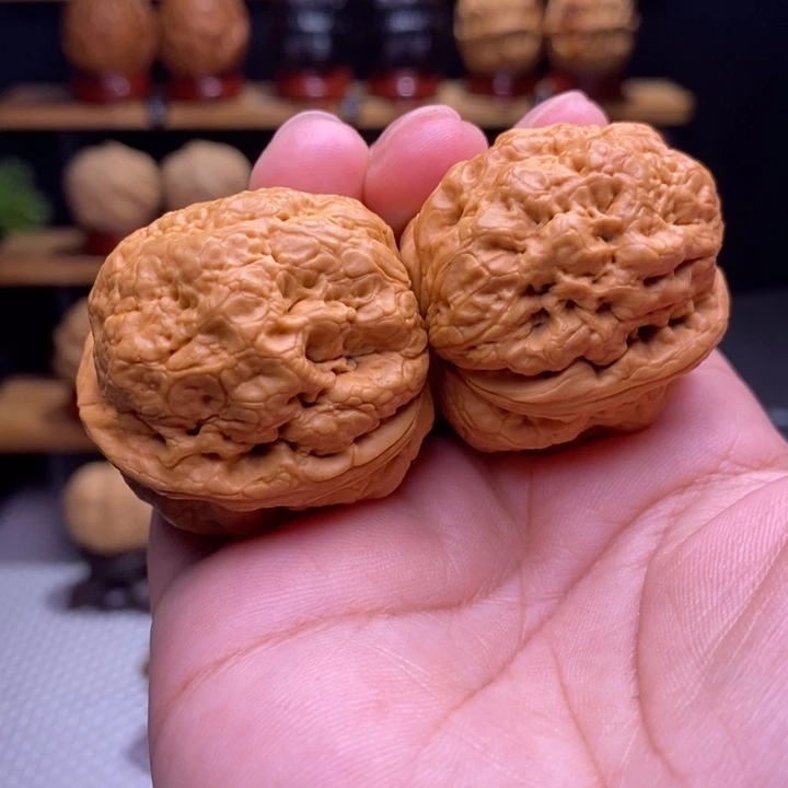 木质类云铁帝王蟾27号