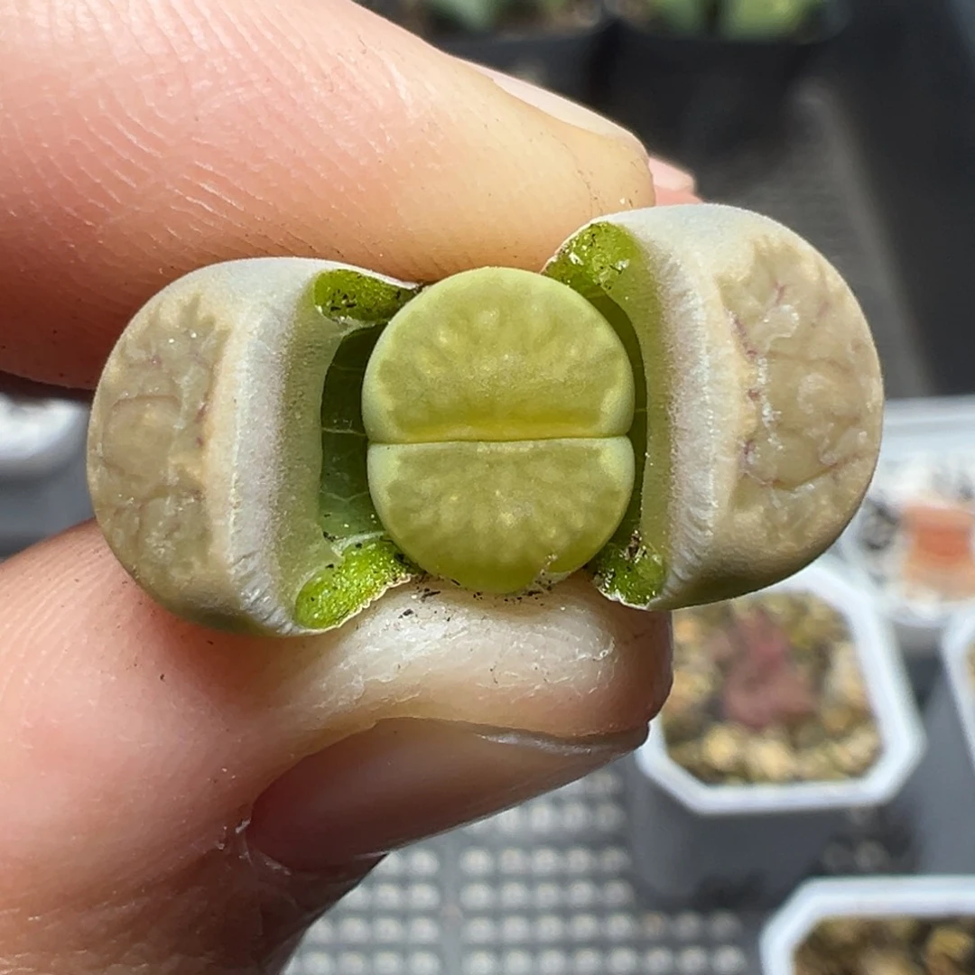 【闪购商品】1160……