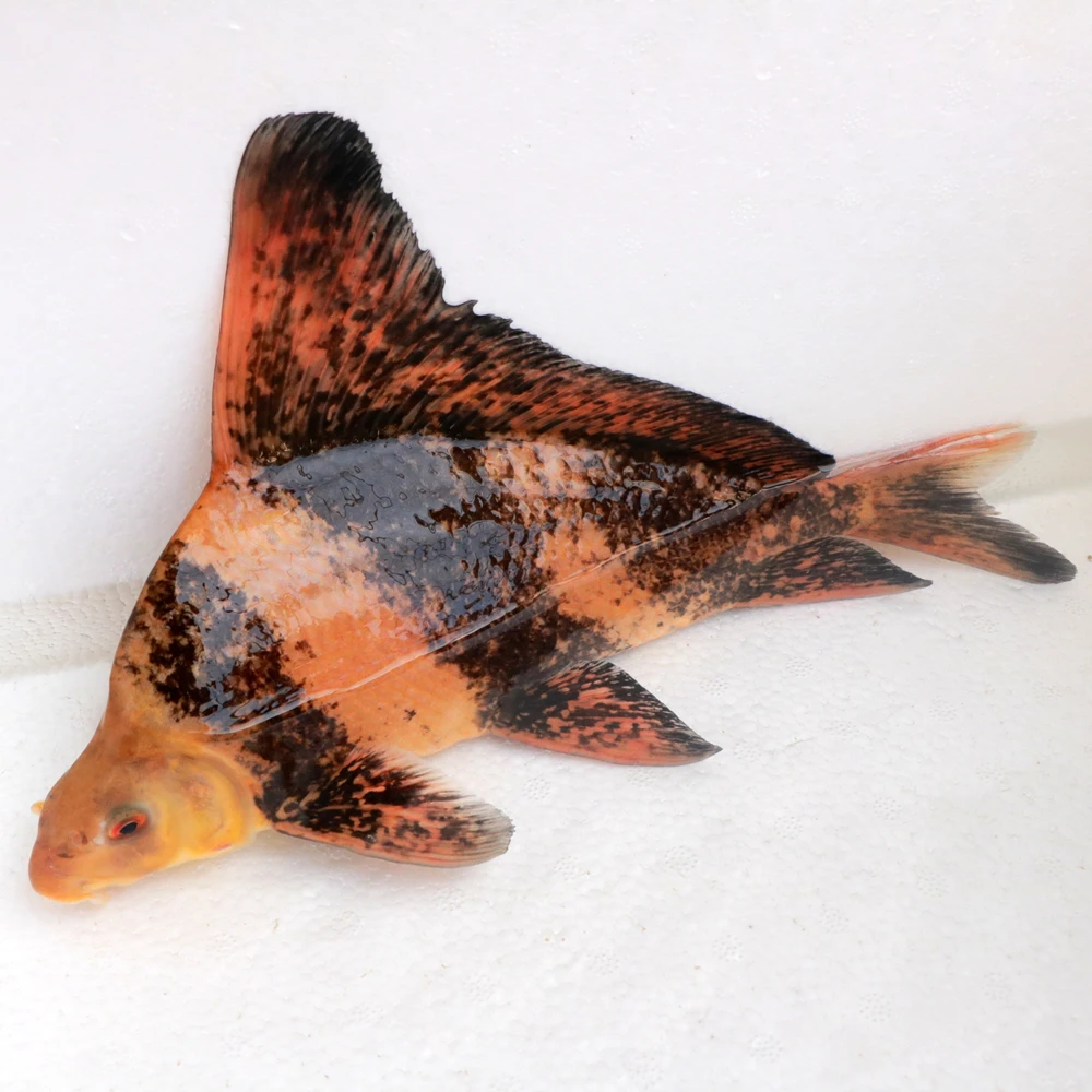 一帆风顺苗淡水冷水可食用可观赏鱼活体好养耐活鱼塘水库花鲢食性