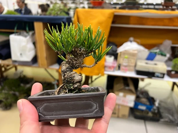 日本已故盆栽作家近藤遗作寸稍