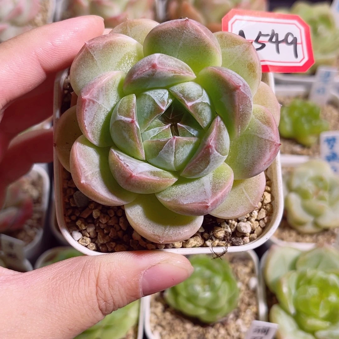 A549 一物一拍 云起