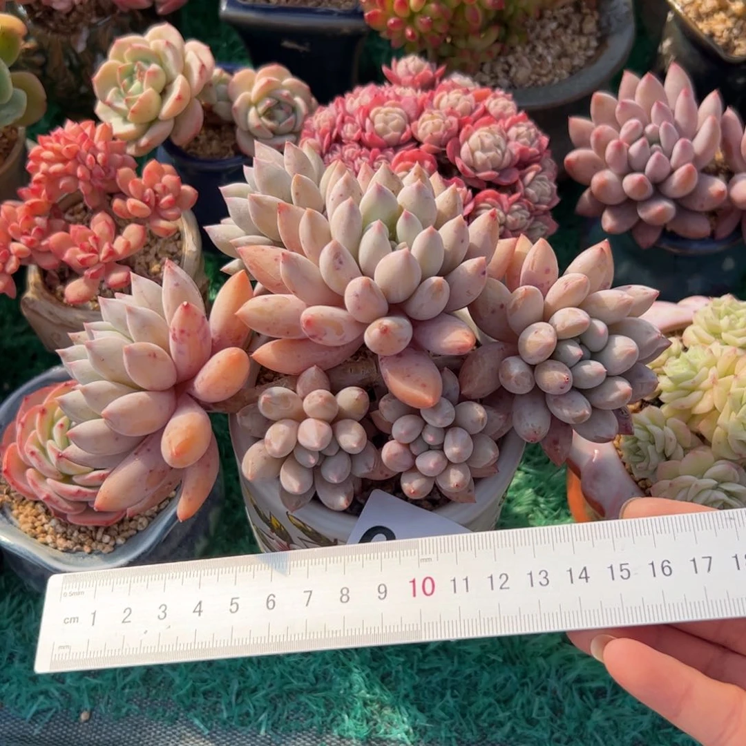 自****由769 多肉植物组合