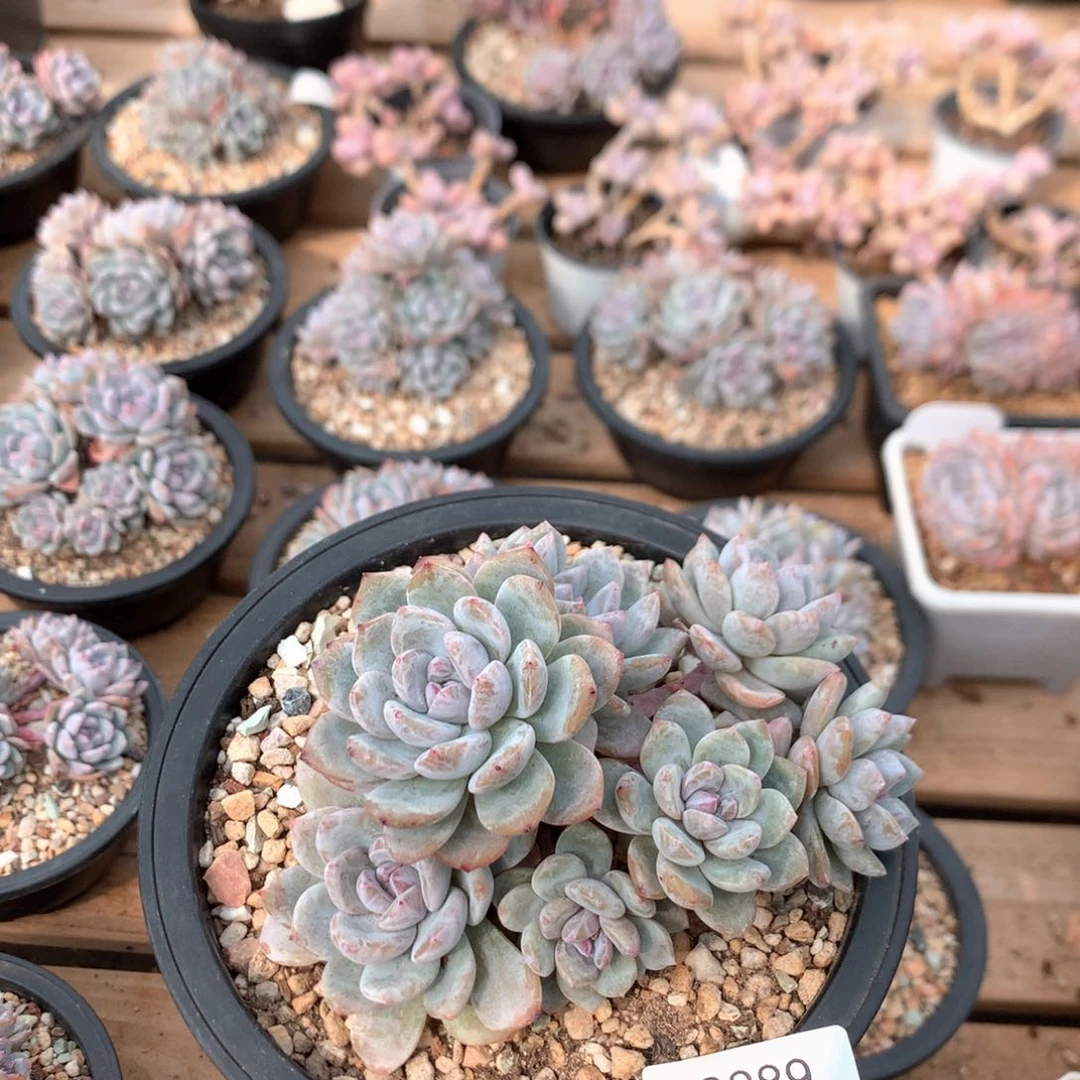 曰*明13厘米多头石榴籽有砍小树3889