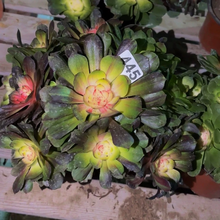 445花月夜科技锦多肉植物不售后