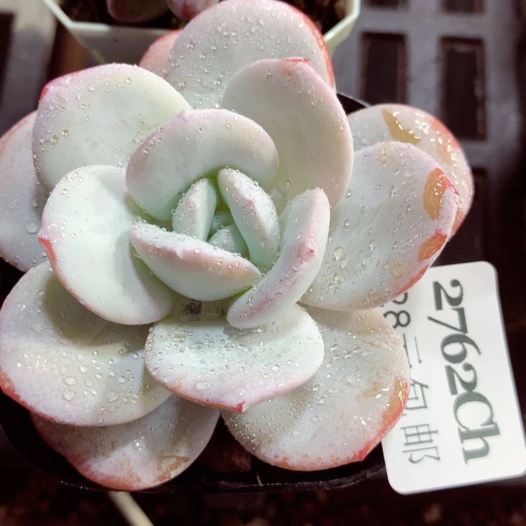 5厘米盆精控多肉2762