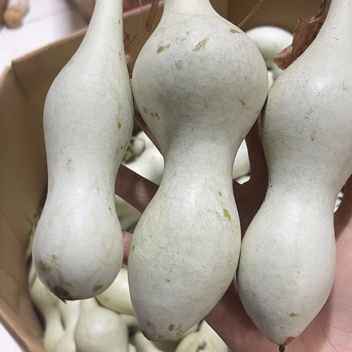 大果紫檀（缅甸花梨）马*